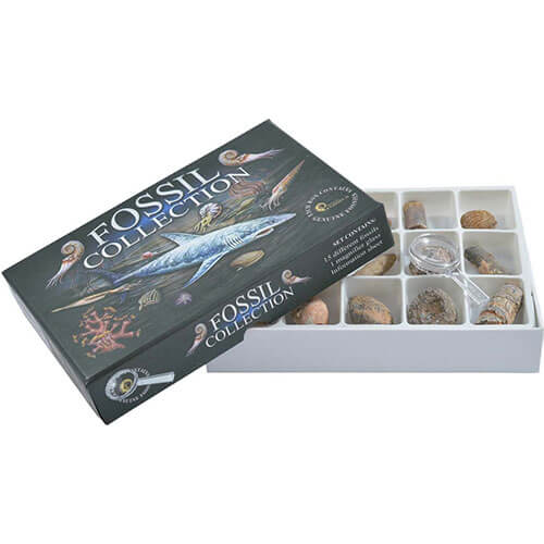 British Fossils Fossil Collection Kit
